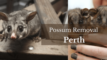 Micks Possum Removal Perth