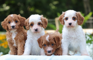Up & Away Pups