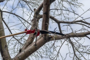 El Dorado Hills Tree Service