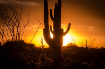 Sonoran Tree Care