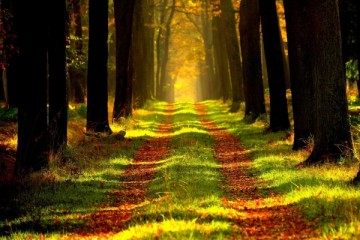 Calm Tree Therapy