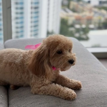 Barky lounge